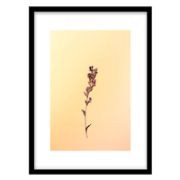 قیمت و خرید تابلو دکوراتیو مدل عکاسی مینیمال شاخه گل کد 1740