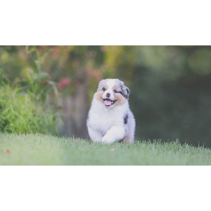 تابلو شاسی طرح سگ مدل T7997 | دنیای قاب