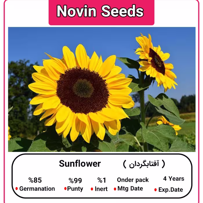 بذر آفتابگردان (100 گرمی)