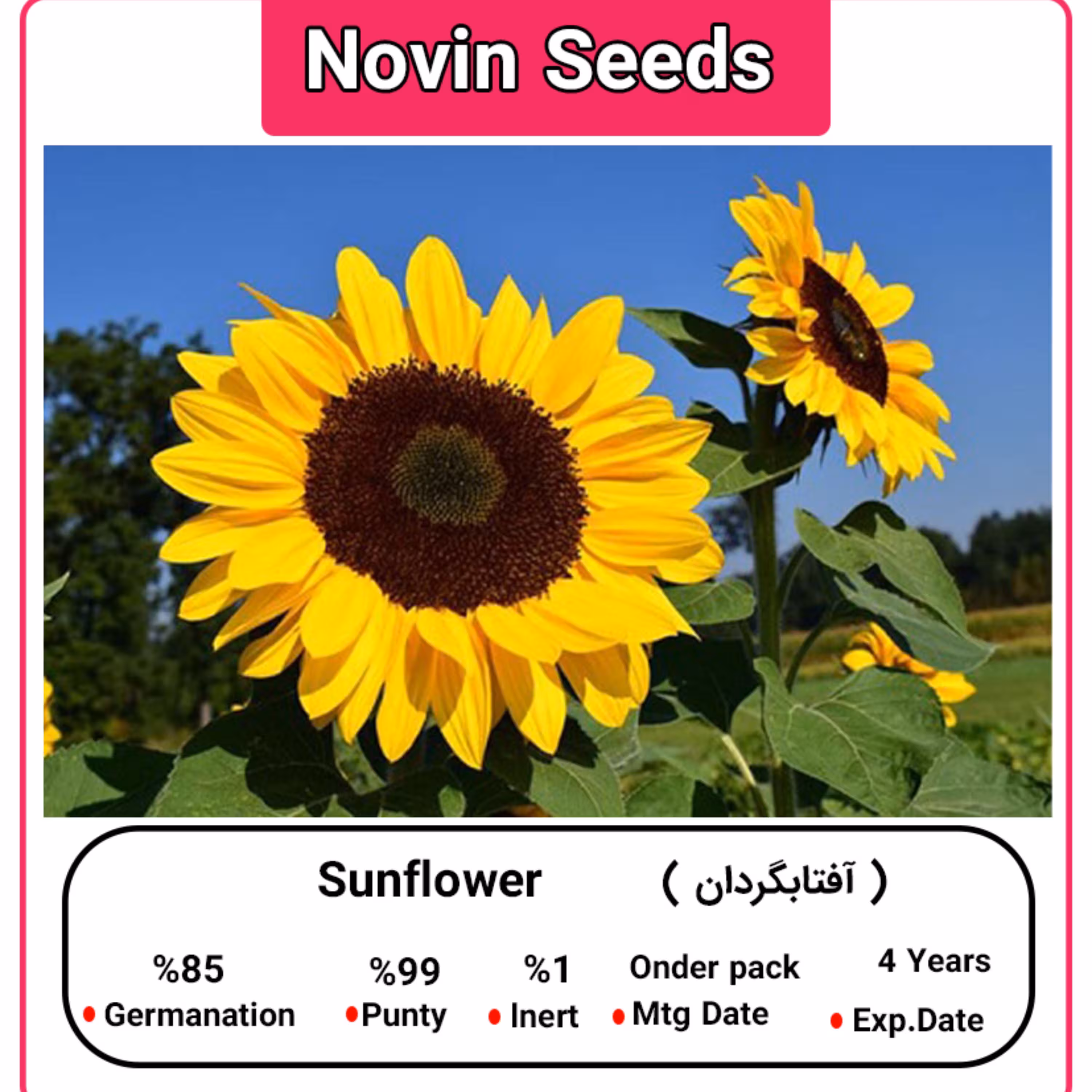 بذر آفتابگردان (100 گرمی)