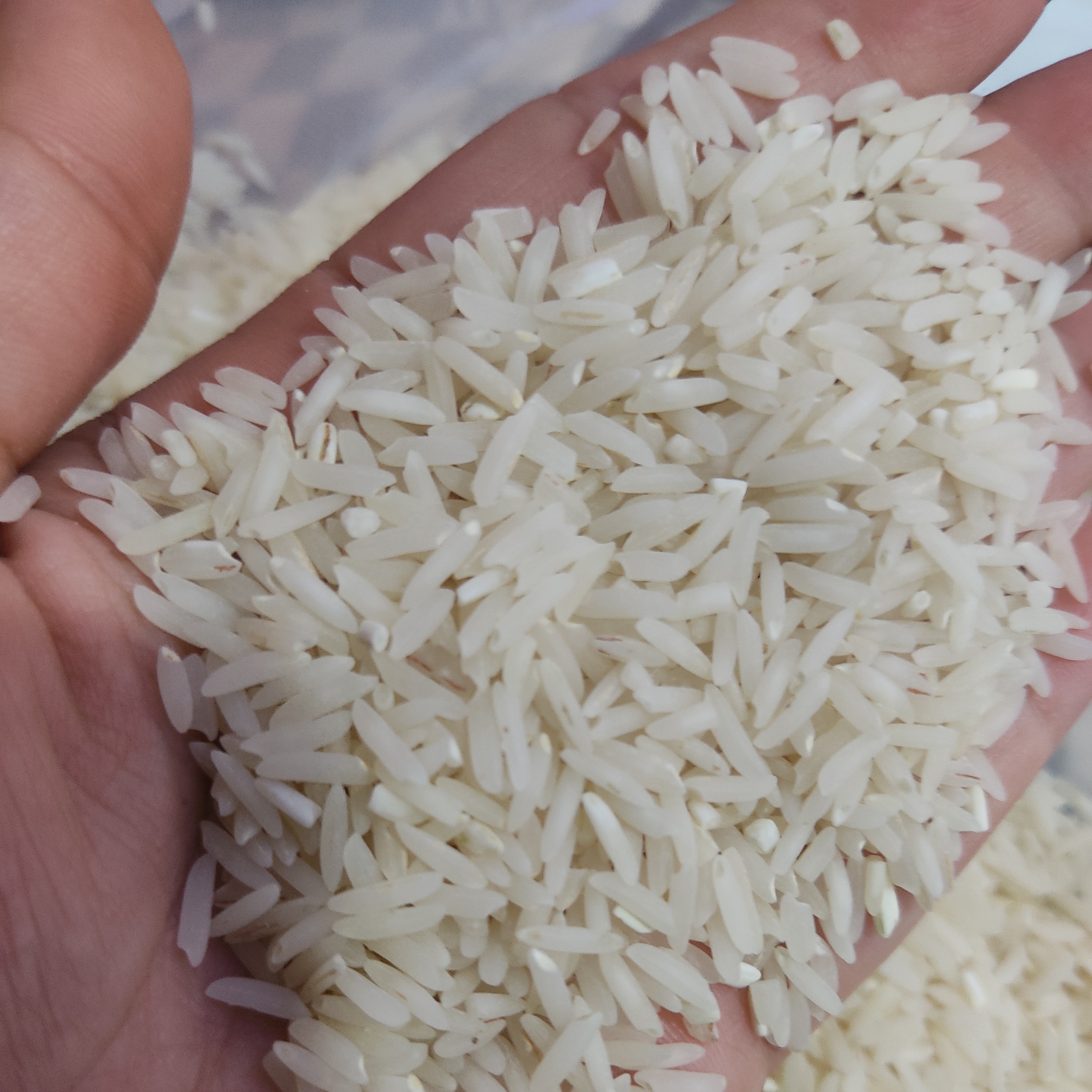 برنج طارم هاشمی محصول شالیزار خودمان پک5کیلویی