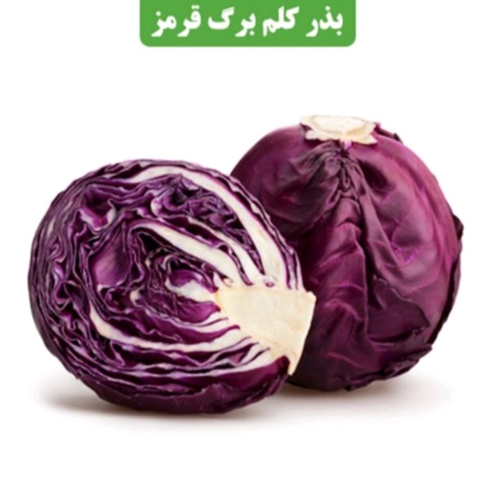 بذر گلم برگ قرمز عطار بانو