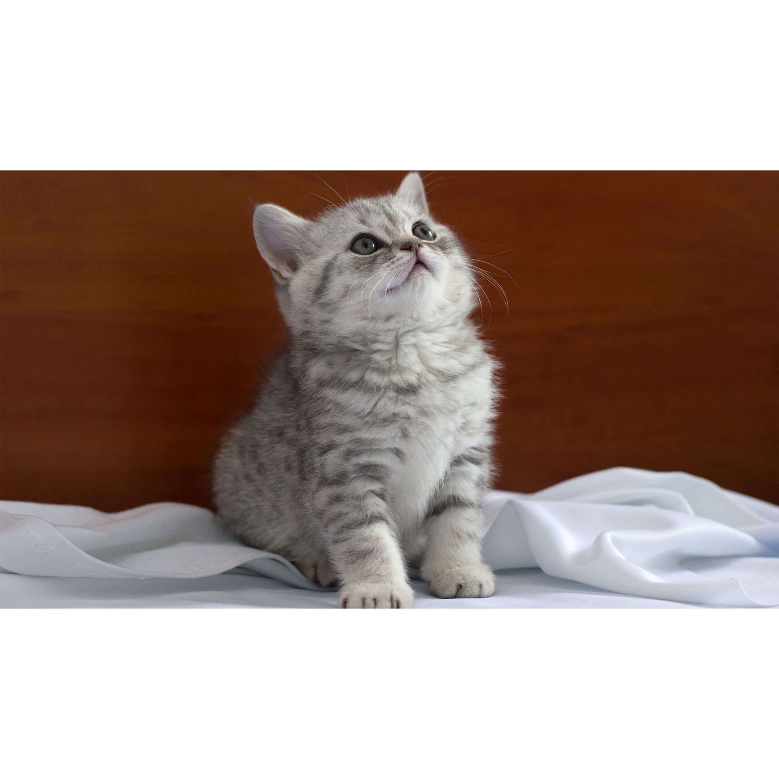 تابلو شاسی طرح گربه مدل T7975