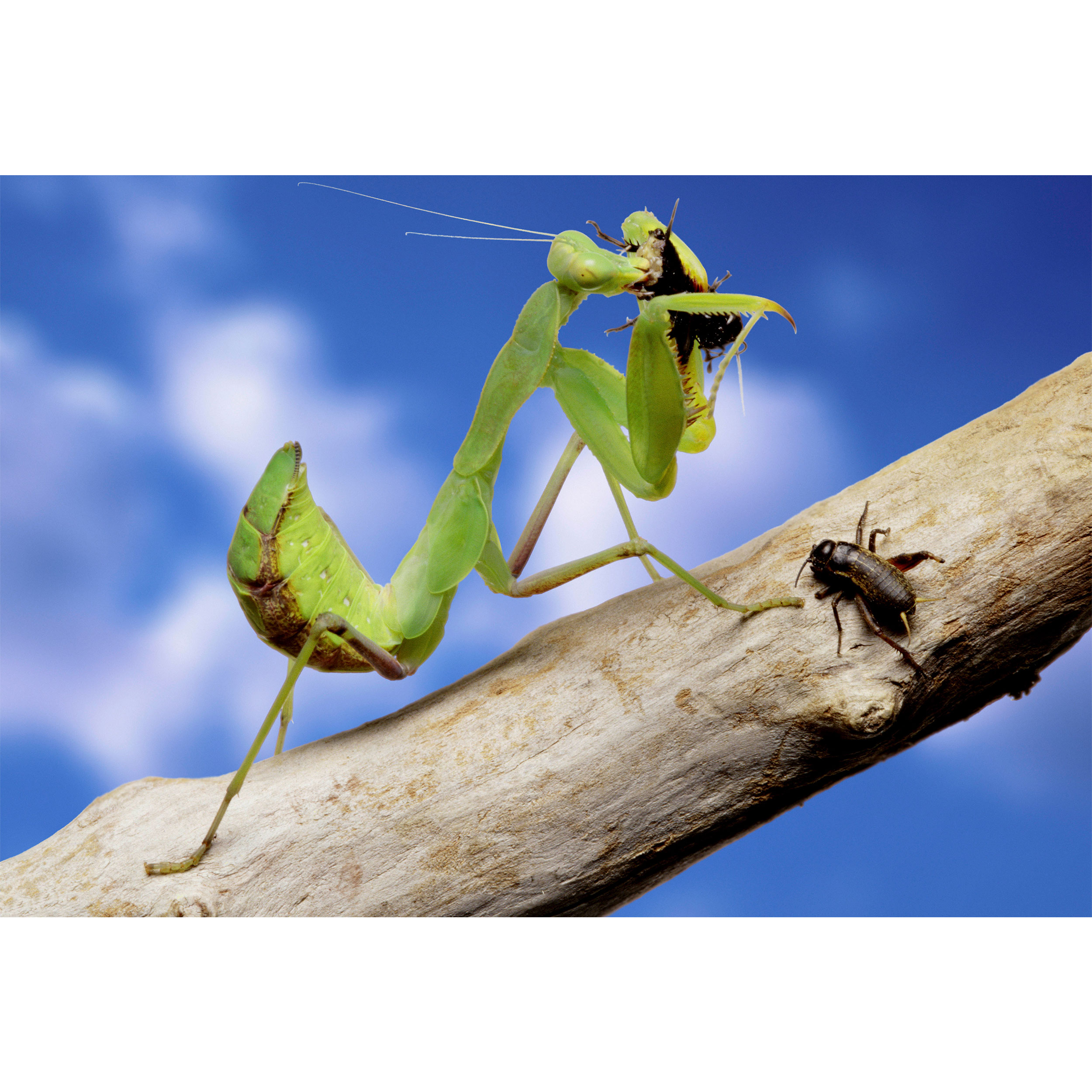 تابلو شاسی طرح آسمان و شاخه درخت و حشره مدل T2193