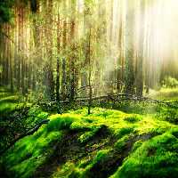 خرید و دانلود عکس Nature-Part-9 کد 37306 | پیک فاکس | Pic Fox