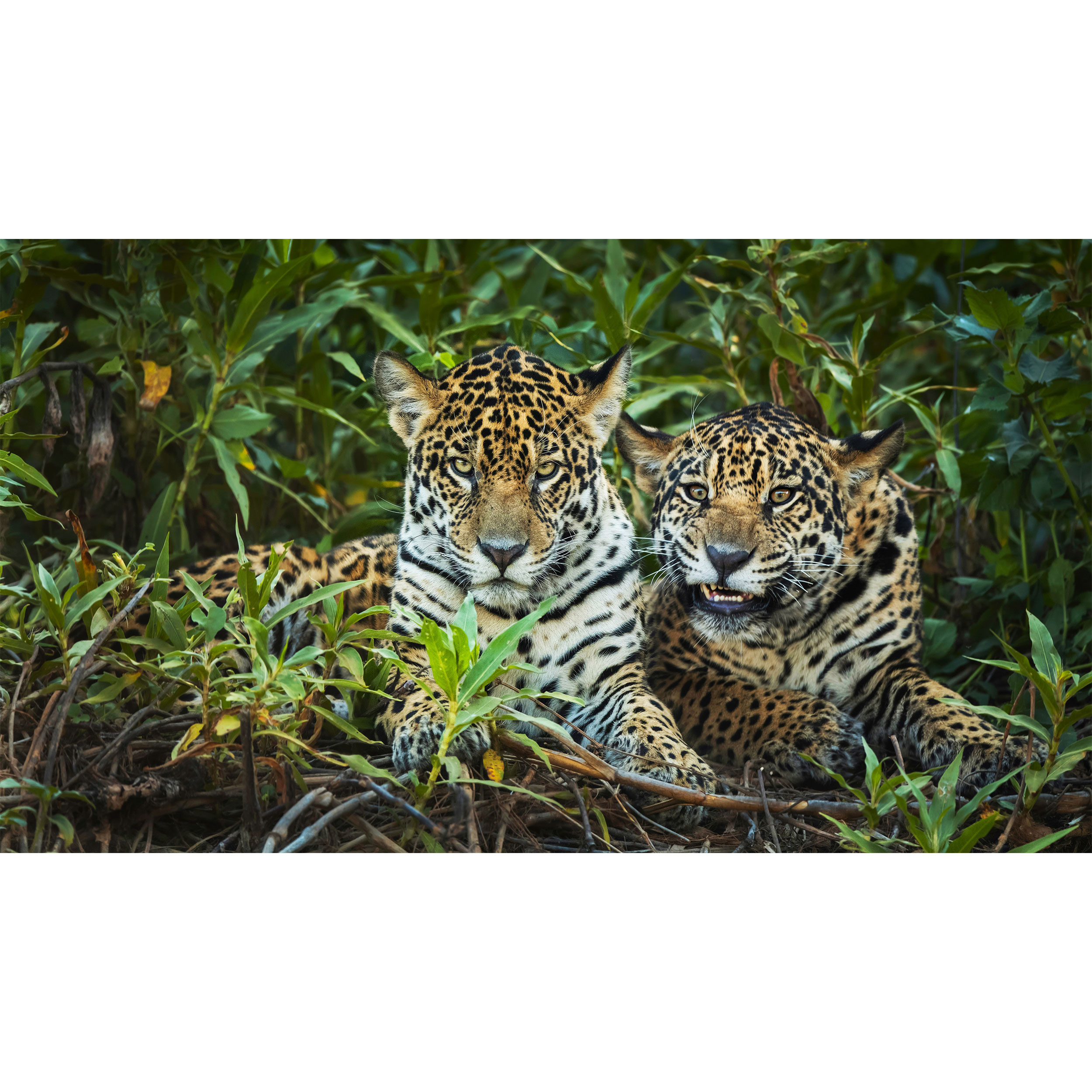 تابلو شاسی طرح پلنگ جگوار مدل T7797