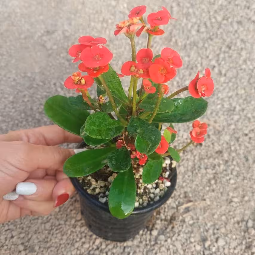 گل مرجان گلدان 8 گلدار ارسال بصورت پس کرایه