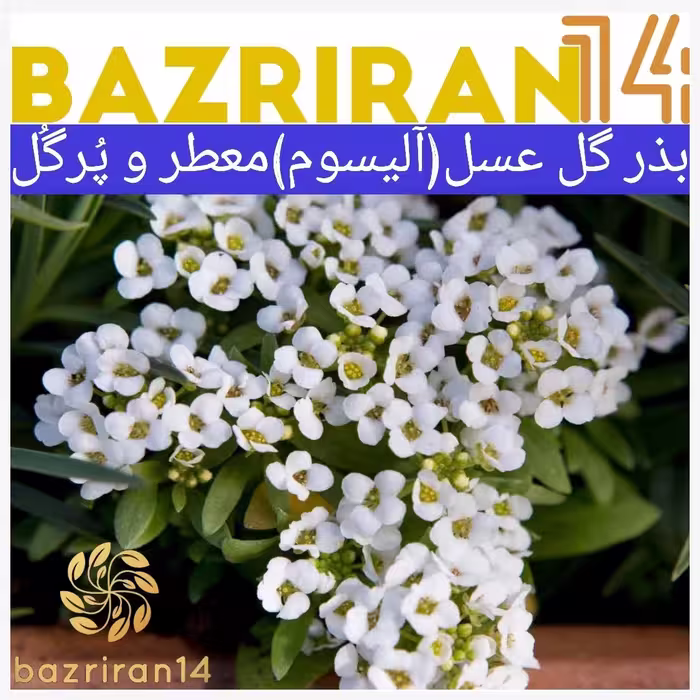 بذر گل عسل ( آلیسوم ) پاکوتاه پُرگل ، معطّر ، مخلوط