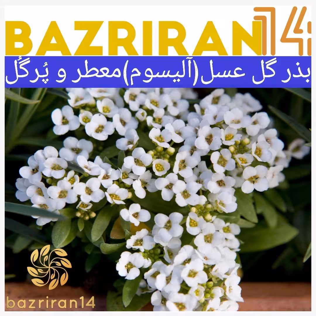 بذر گل عسل ( آلیسوم ) پاکوتاه پُرگل ، معطّر ، مخلوط