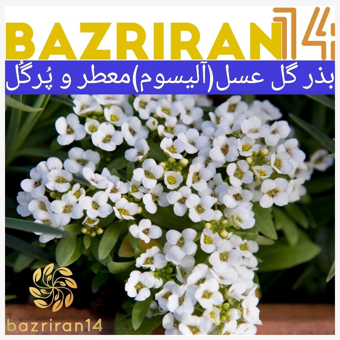 بذر گل عسل ( آلیسوم ) پاکوتاه پُرگل ، معطّر ، مخلوط