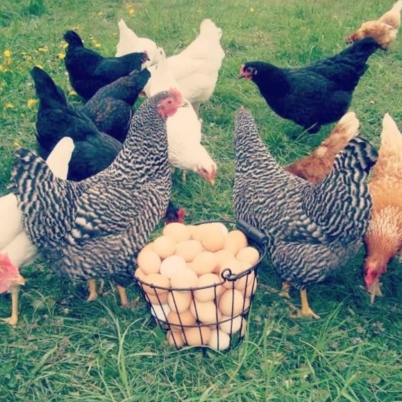 تخم مرغ محلی ارگانیک