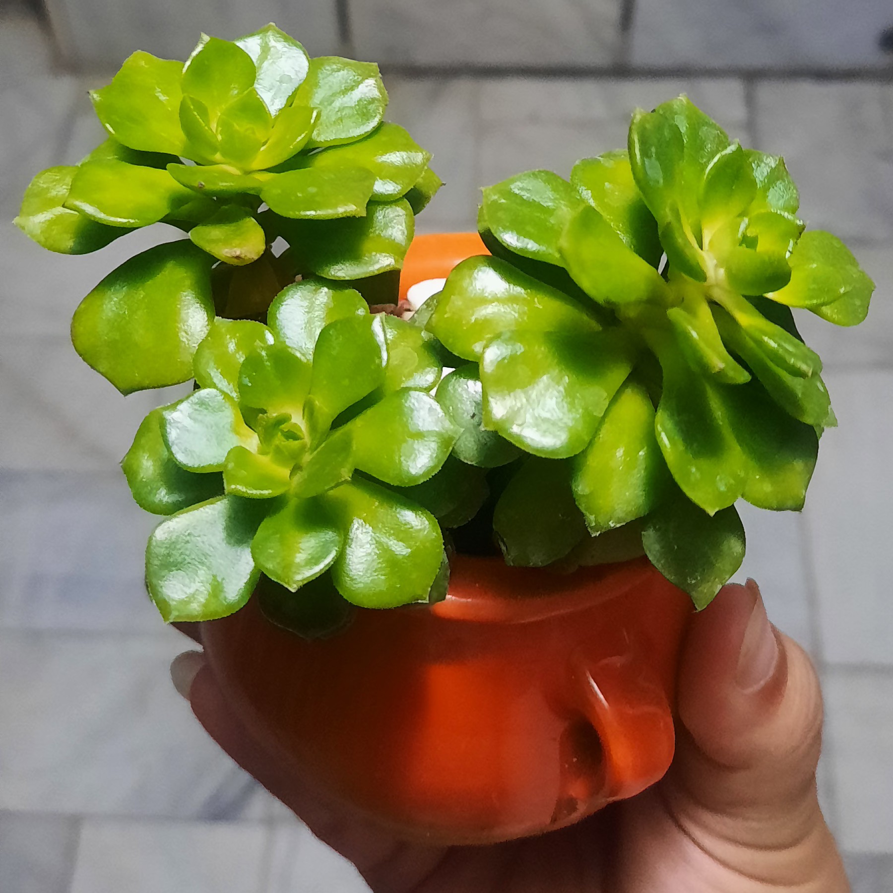 ساکولنت اشوریا خاص به همراه گلدان طرح دیزی نارنجی سایز 6 