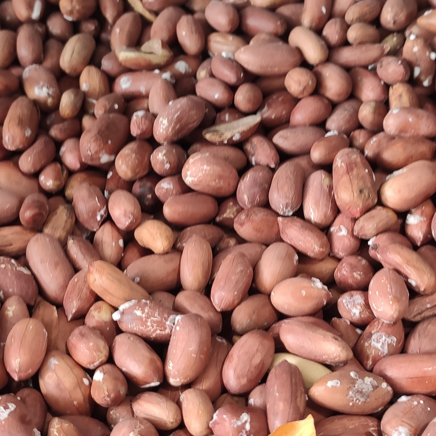 مغز بادام زمینی شور ریز درجه 1 250 گرم 60