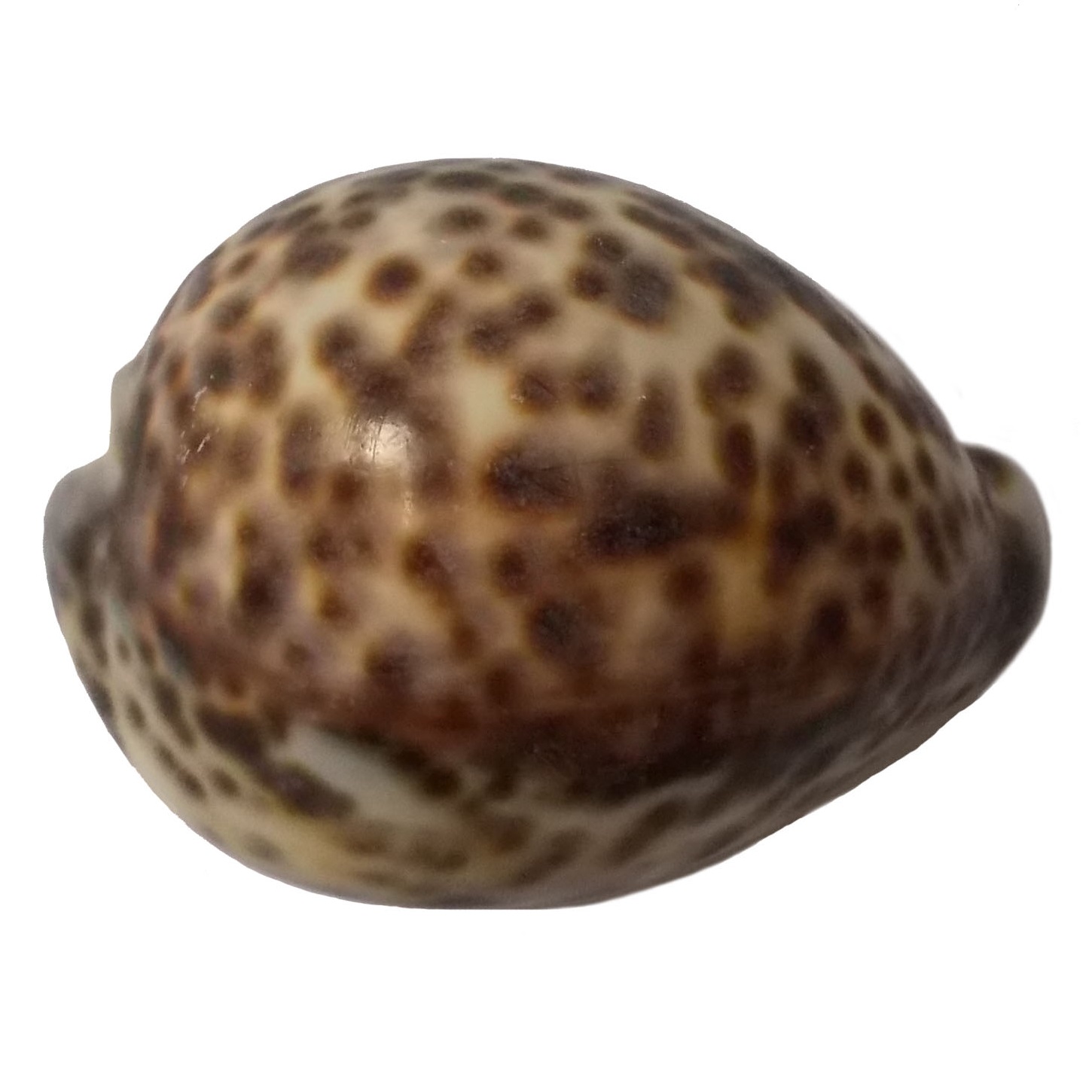  صدف تزئینی کد RS22