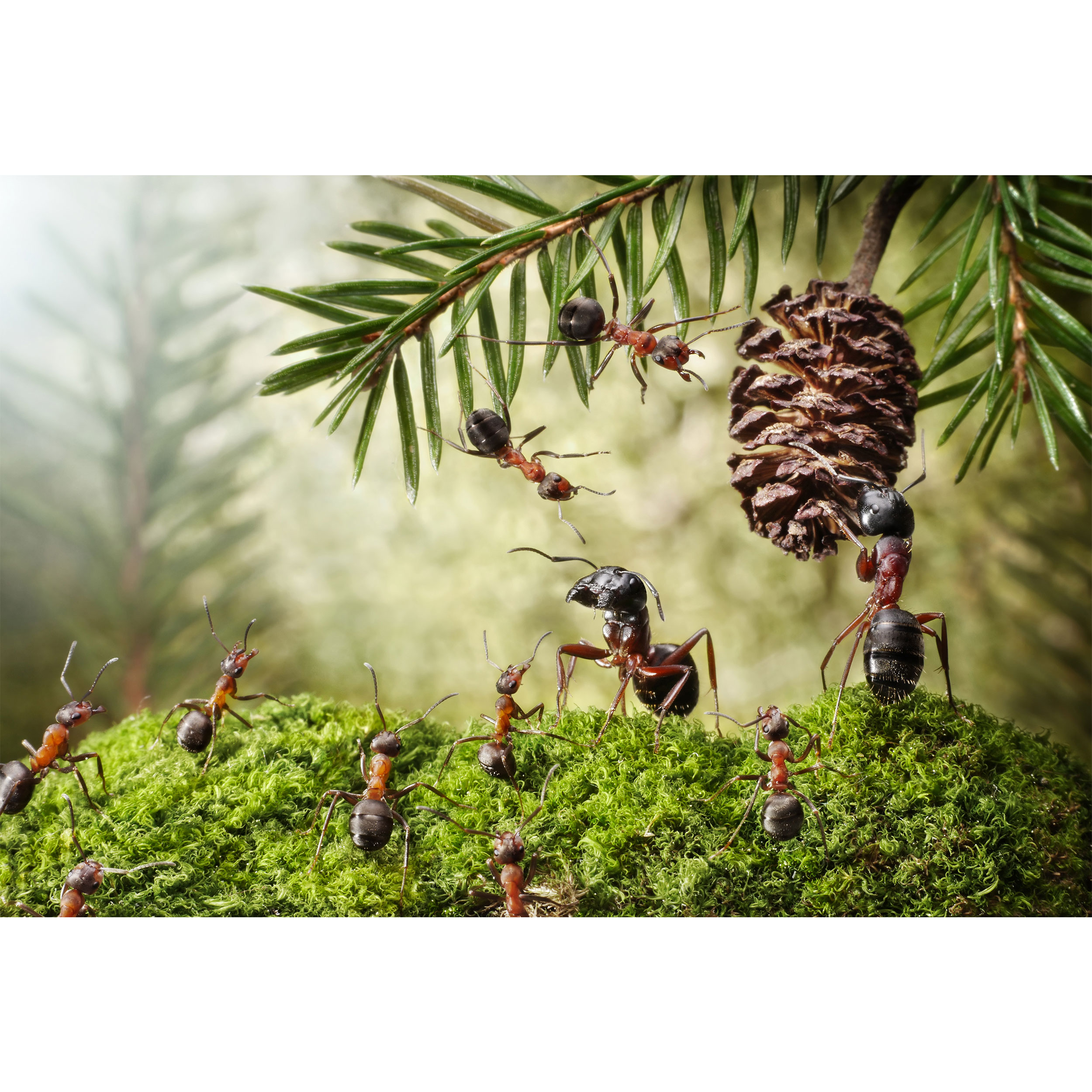 تابلو شاسی طرح مورچه و درخت کاج مدل T6752