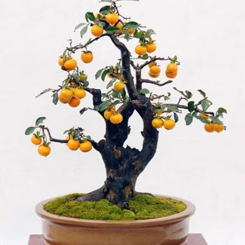 2 عدد بذر بونسای به ژاپنی