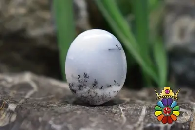 اپال دندریت