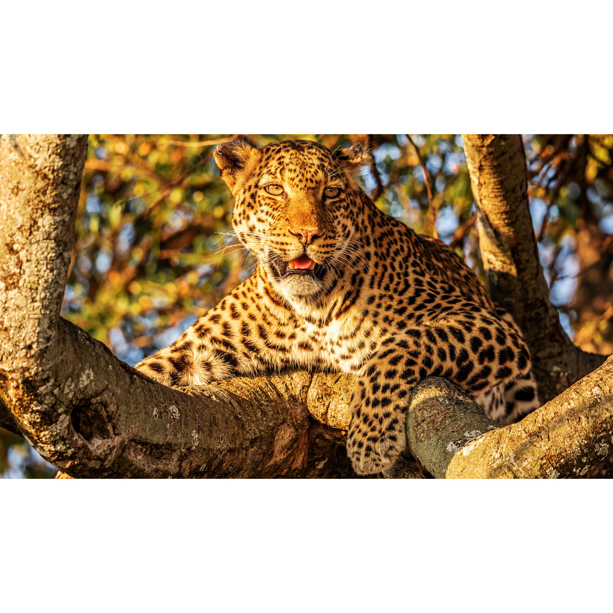 تابلو شاسی طرح پلنگ روی شاخه درخت مدل T7655