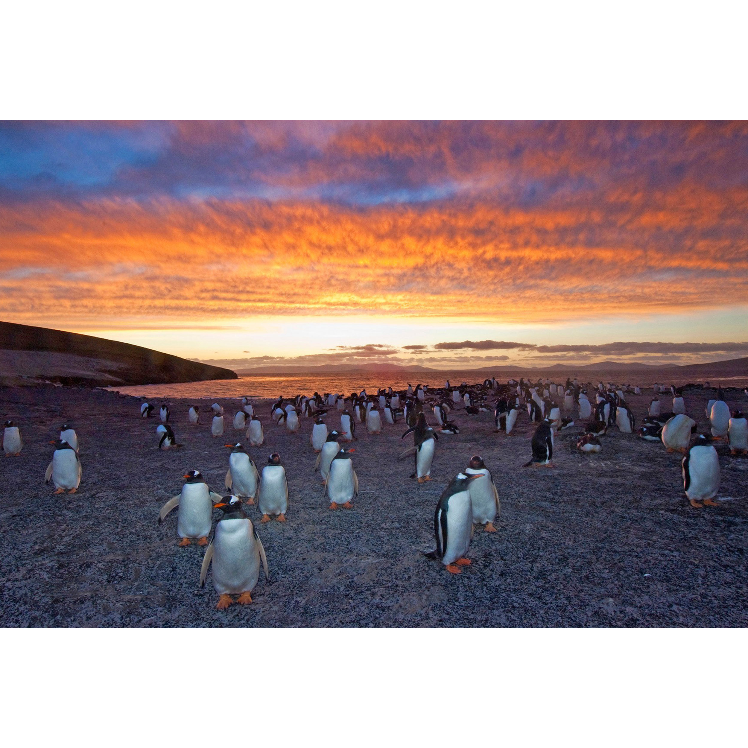 تابلو شاسی طرح پنگوئن مدل T1651