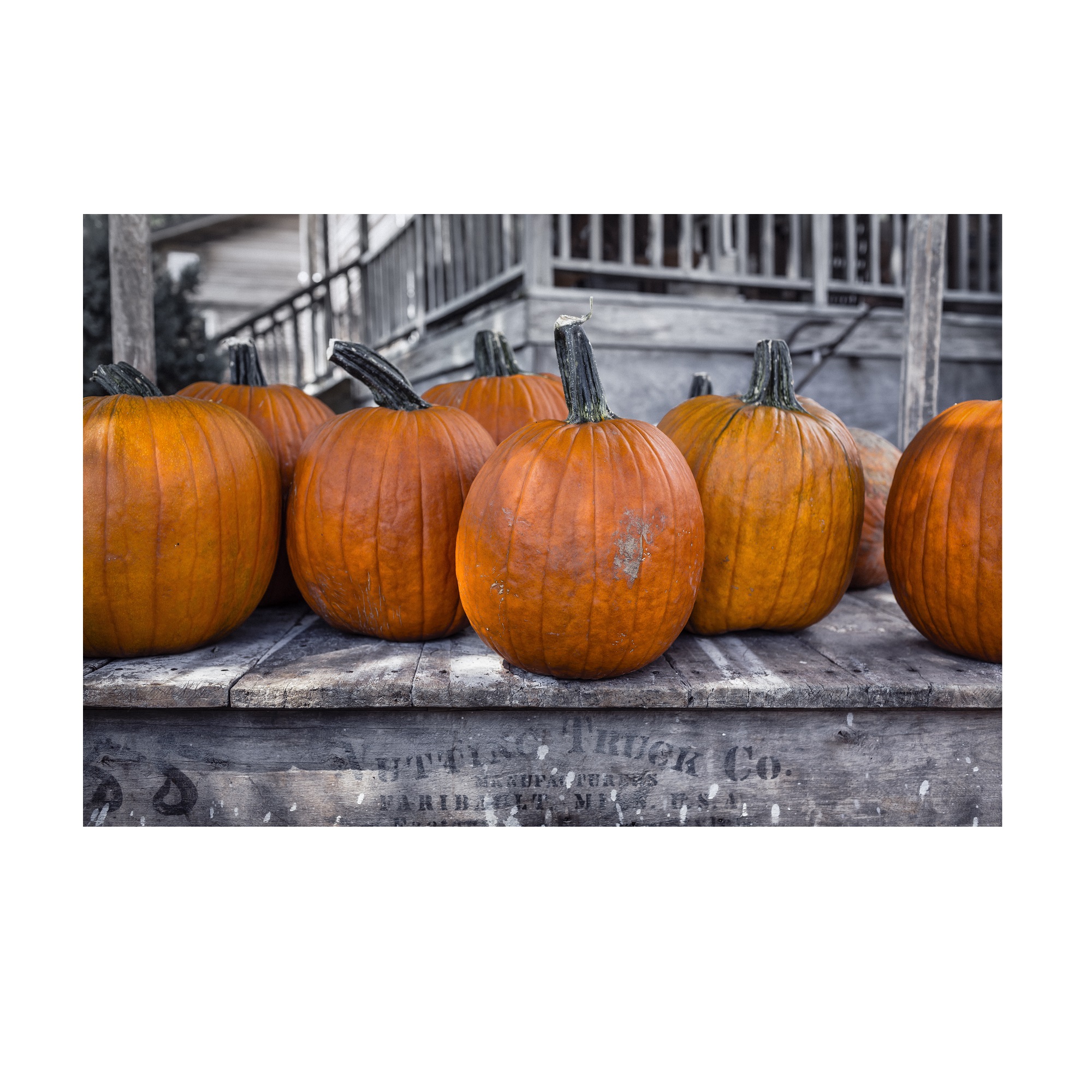 تابلو شاسی جوان مدل کدو