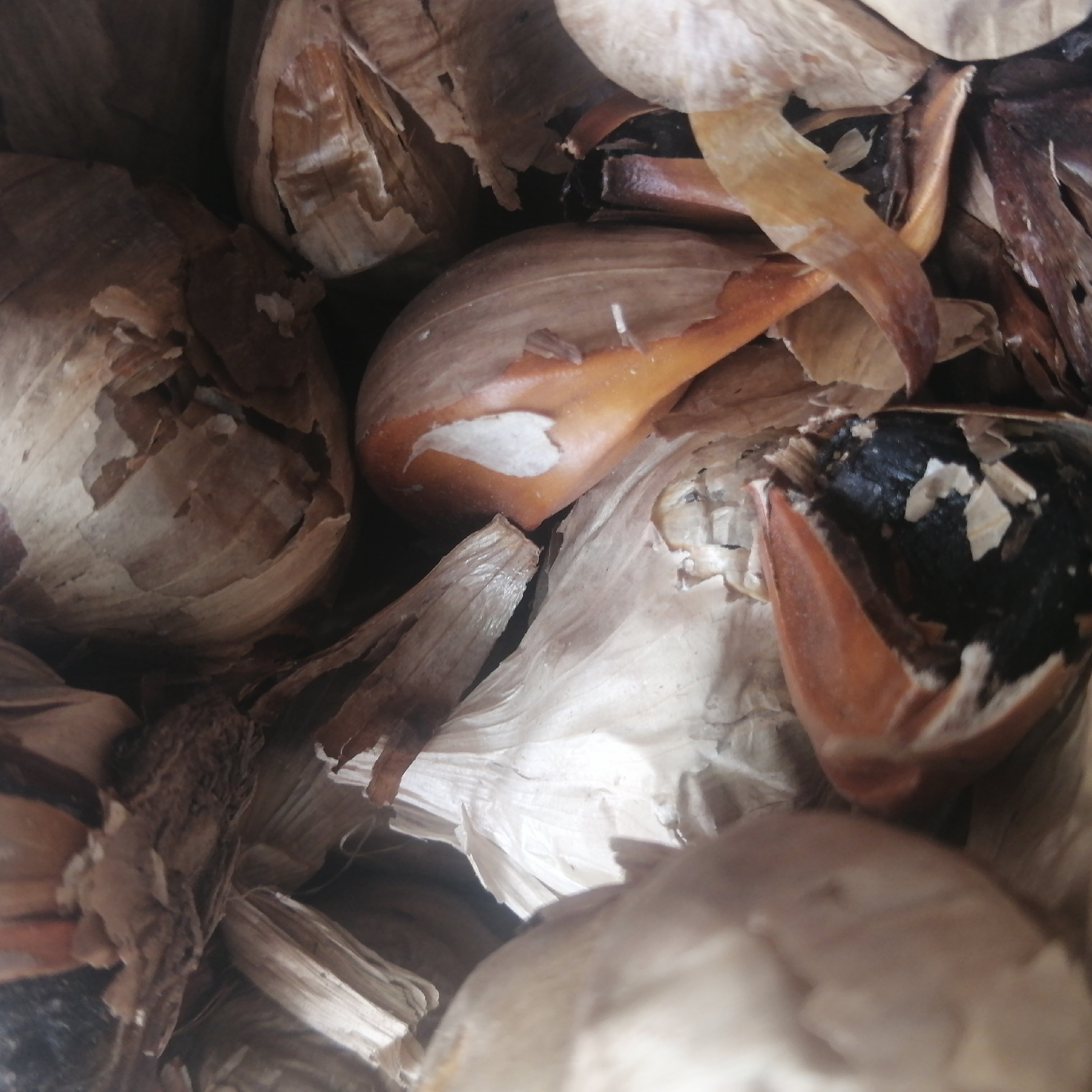 سیر سیاه 75 گرم