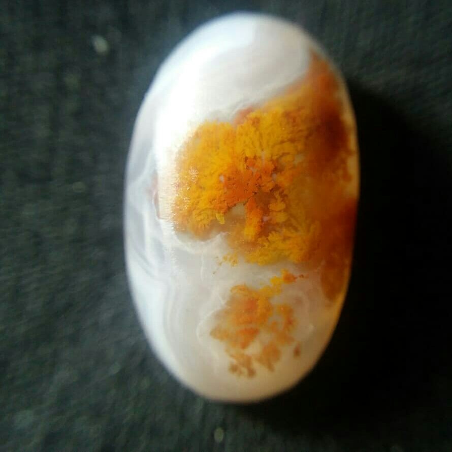 نگین شجر پاییزی طبیعی بدون بهسازی بسیار خوش رنگ و زیبا