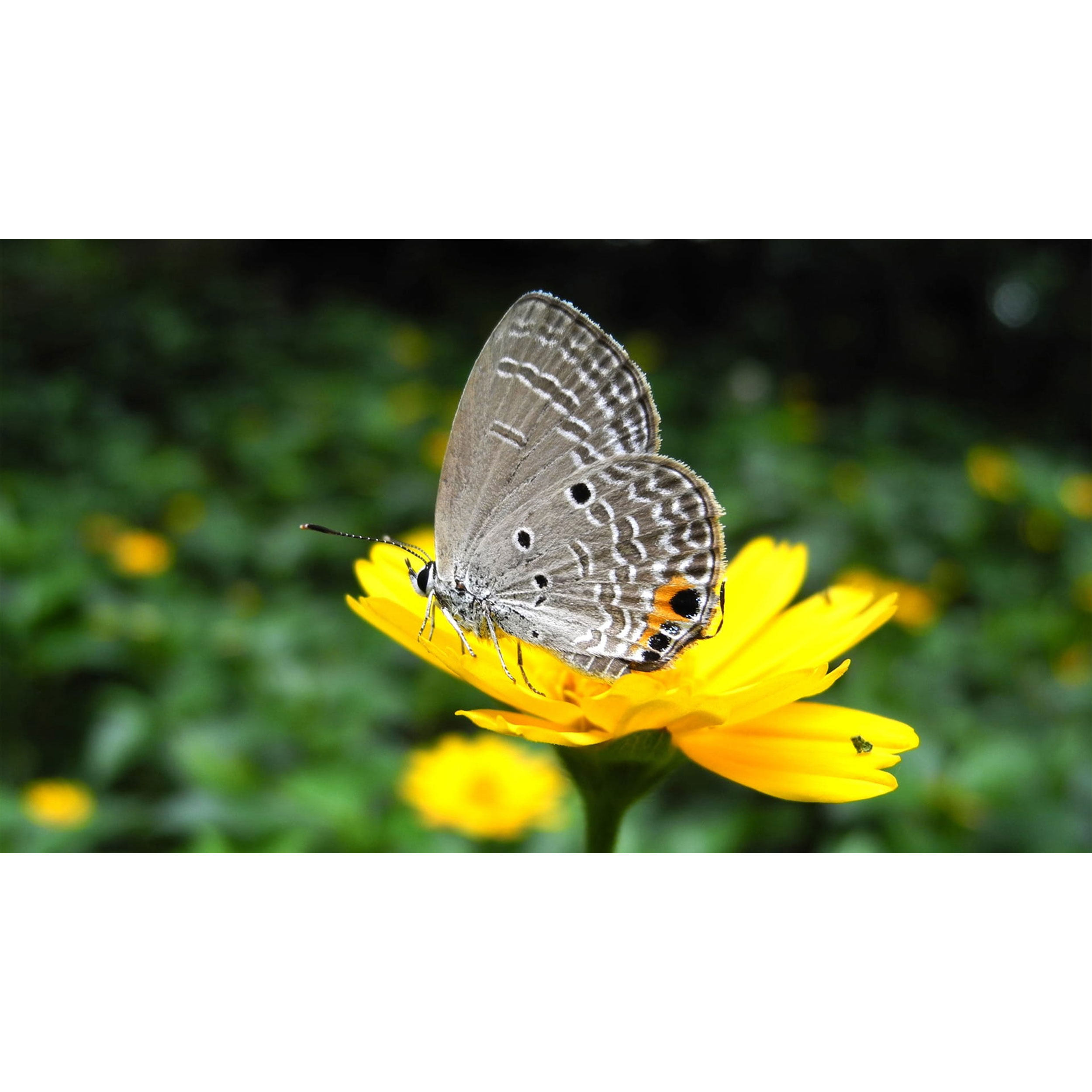 تابلو شاسی طرح پروانه و گل مدل T7951