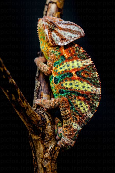 خرید و دانلود عکس Animals-Part-2 - کیفیت بالا | پیک فاکس | Pic Fox