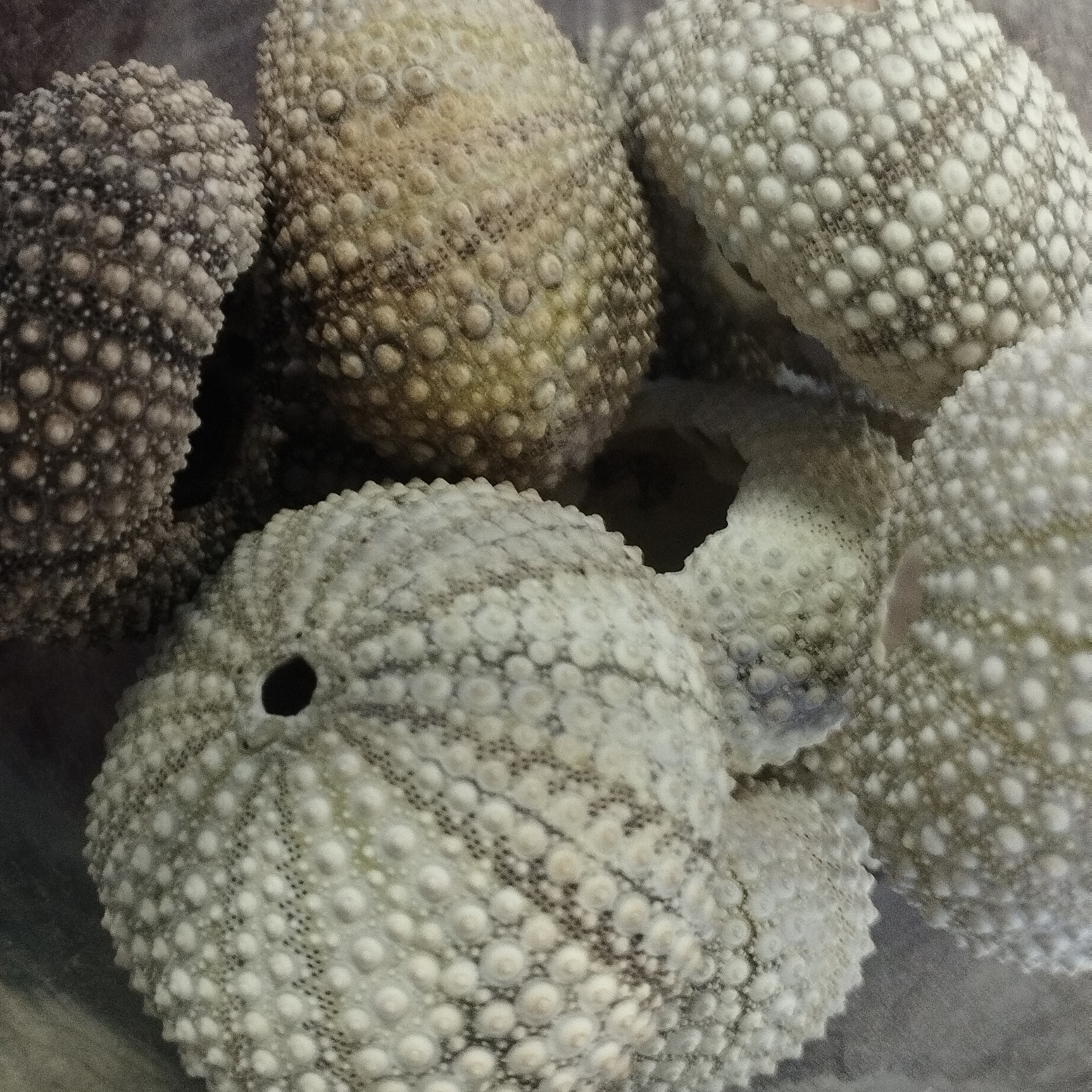 صدف تزئینی توتیا 