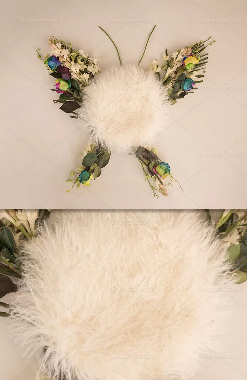 بک گراند عکاسی نوزاد پروانه ای | گرافیک با طعم تربچه