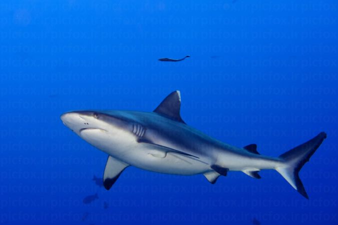خرید و دانلود عکس Sea fish کد 42643 | پیک فاکس | Pic Fox