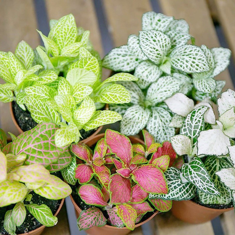 کود تقویتی مخصوص فیتونیا برگ نعنایی ظرافت وزن 50 گرم