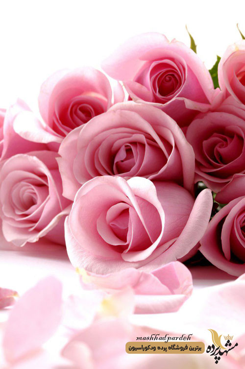 پرده شرشره تصویری طرح گل رز کد 1037