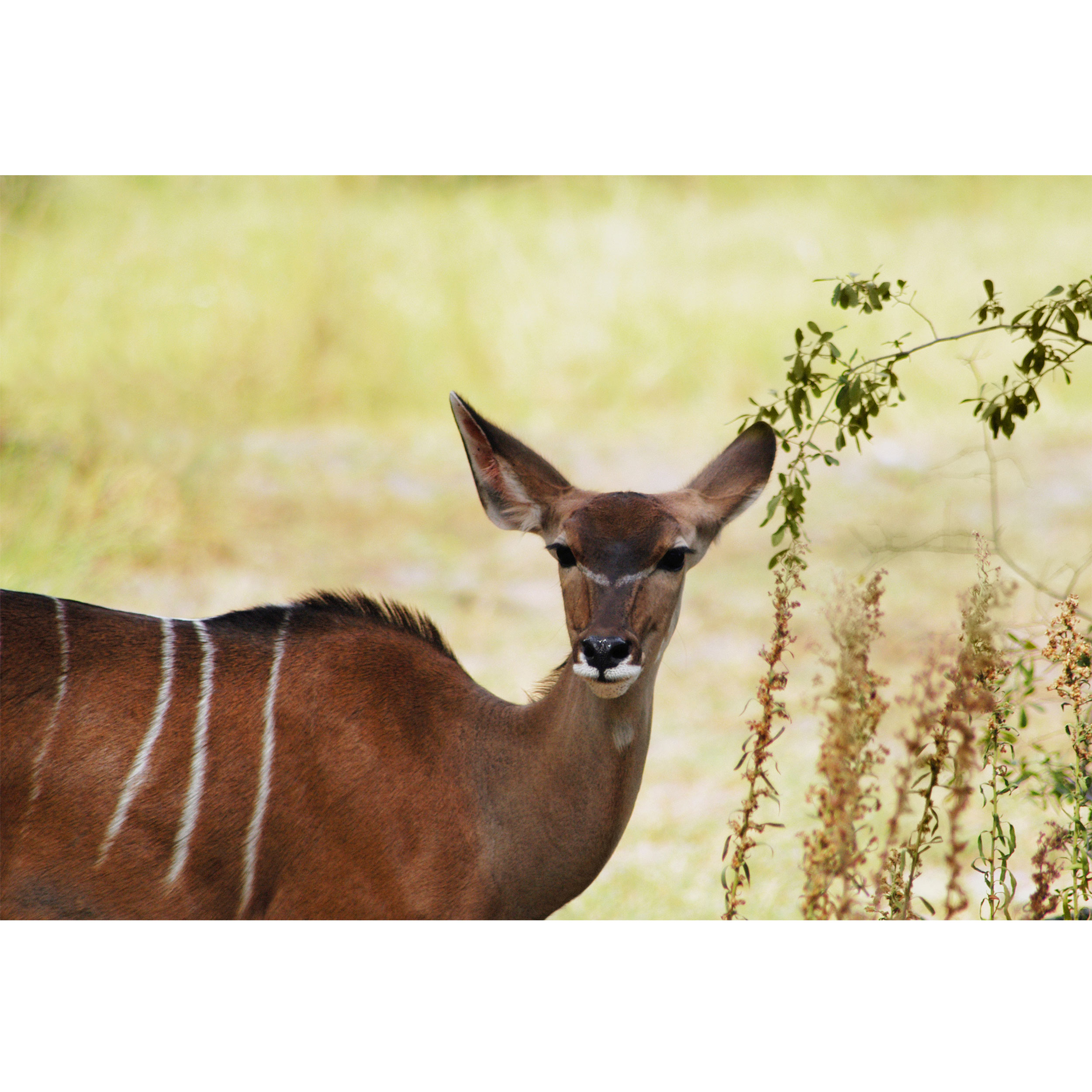 تابلو شاسی جنگل و آهو مدل T1963