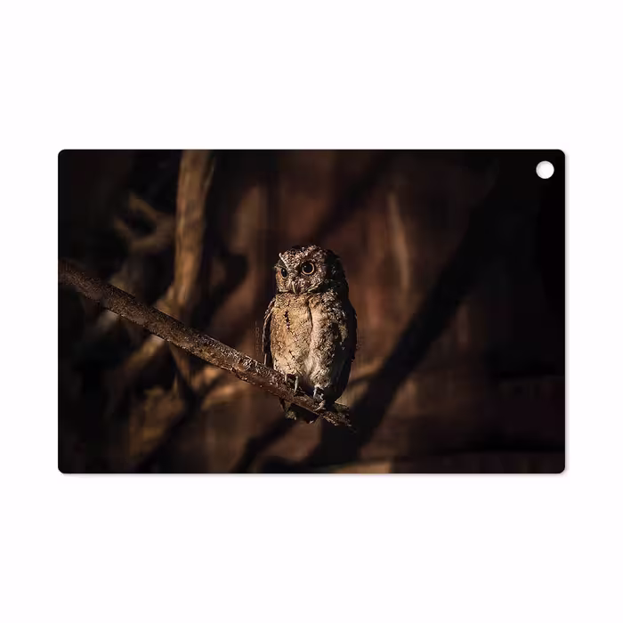 برچسب پوششی ماهوت مدل Owl مناسب برای تبلت سونی Xperia Z2 Tablet LTE 2014