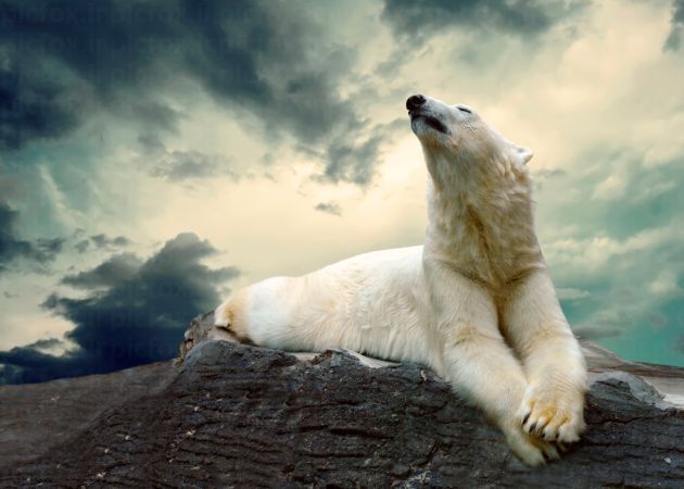 خرید و دانلود عکس IranBCS کد 29255 | پیک فاکس | Pic Fox