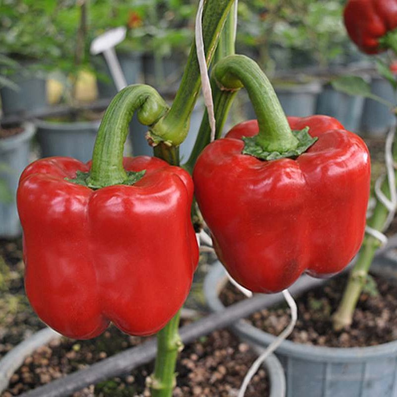 بذر فلفل دلمه رز قرمز گلخانه ای داربستی هیبرید فوق پربار بسته 5عددی