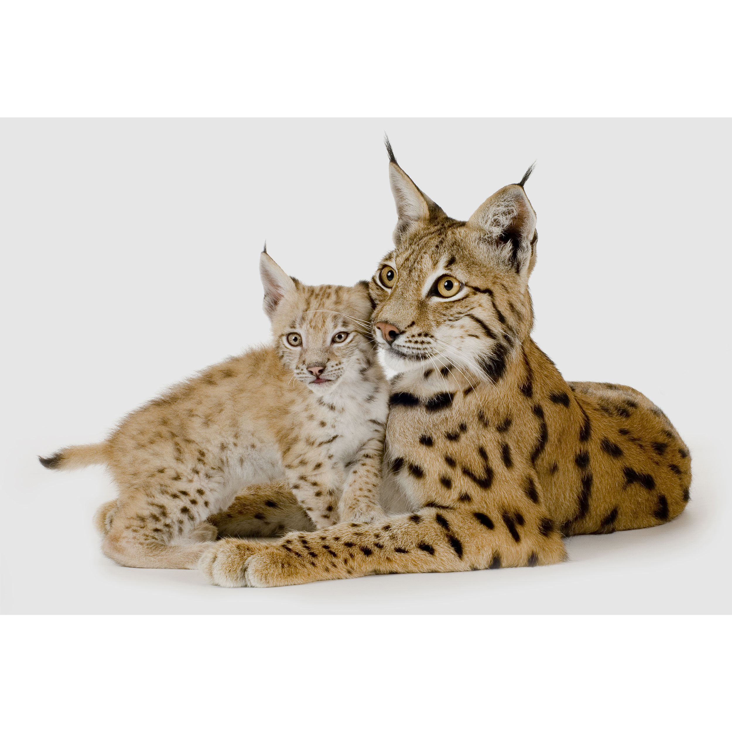 تابلو شاسی طرح پلنگ مدل T2163