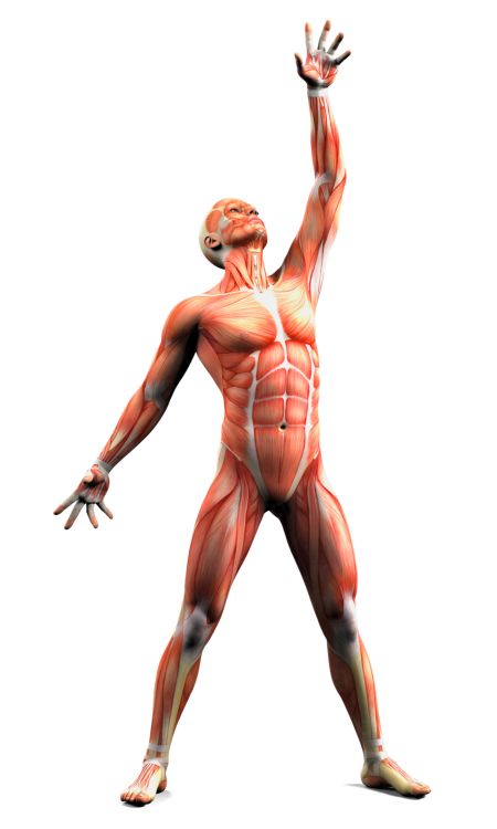 خرید و دانلود عکس Human Muscles Anatomy کد 25359 | پیک فاکس | Pic Fox