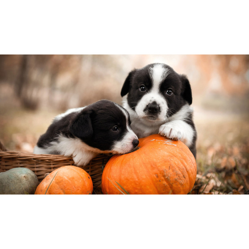 تابلو شاسی طرح سگ و کدو مدل T8033 | دنیای قاب