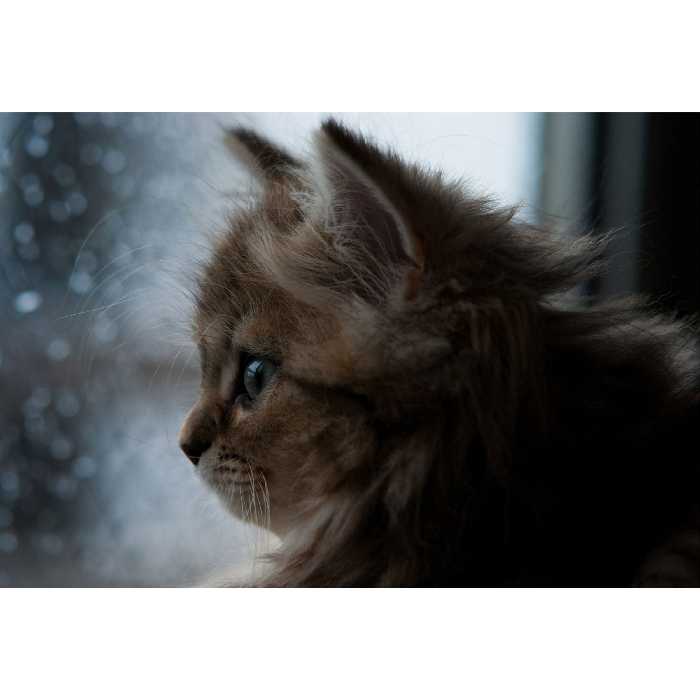 تابلو شاسی طرح گربه مدل T1501