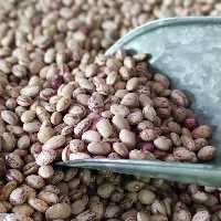 لوبیا چیتی عالی 