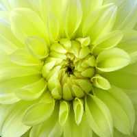 خرید و دانلود عکس Flower-Part-9 کد 18387 | پیک فاکس | Pic Fox