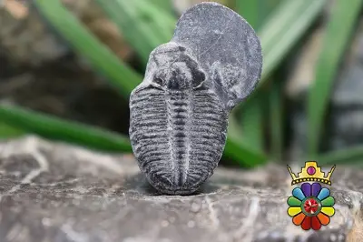 فسیل تریلوبیت