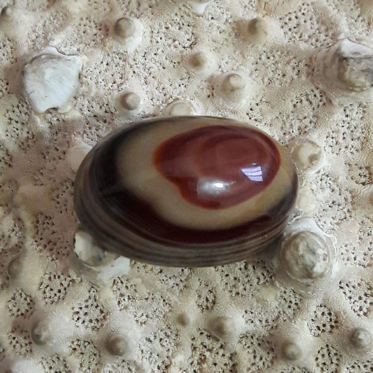 نگین باباقوری تک چشم سلیمانی اعلا بسیار‌کمیاب در زیبایی و طرح 