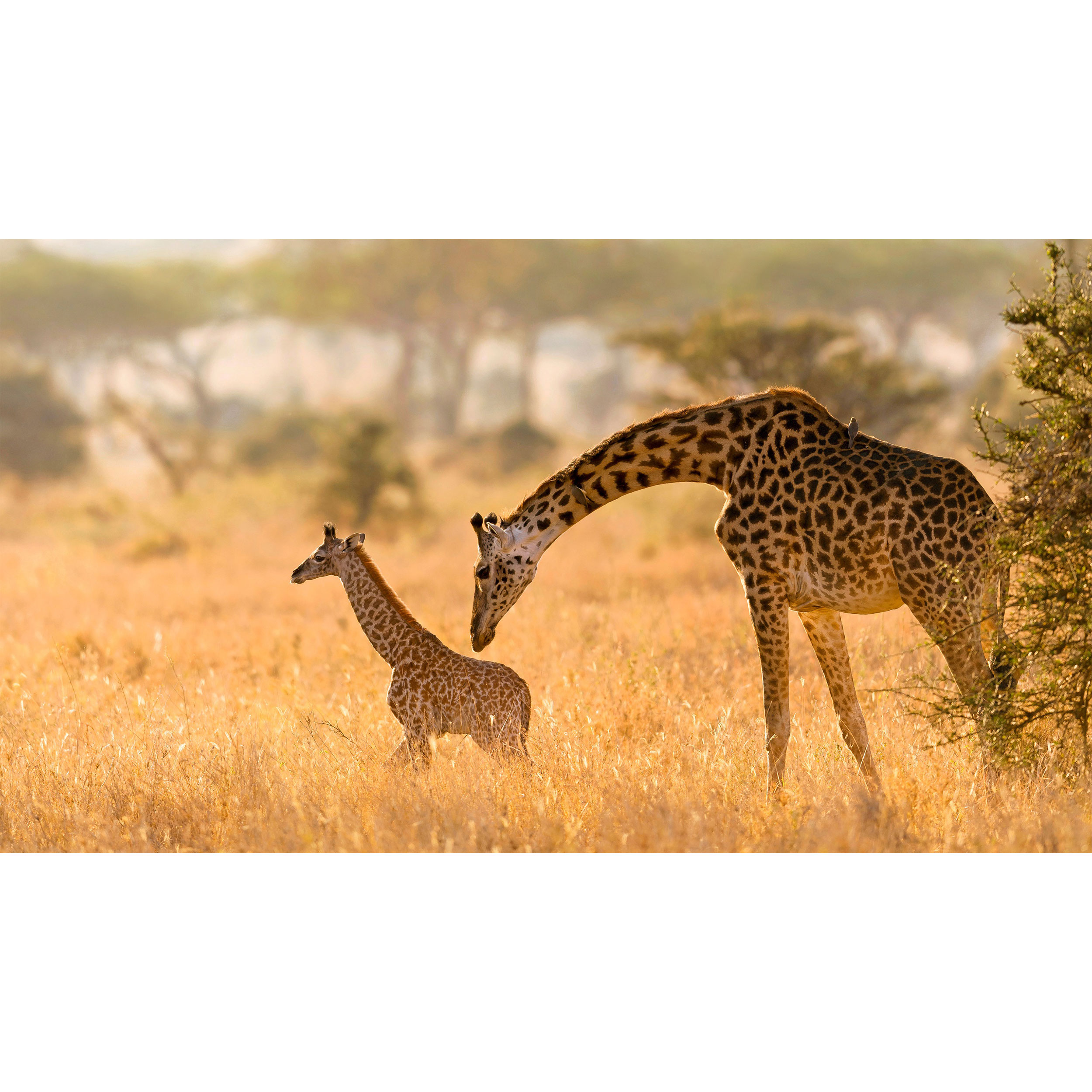 تابلو شاسی طرح زرافه مدل T7791