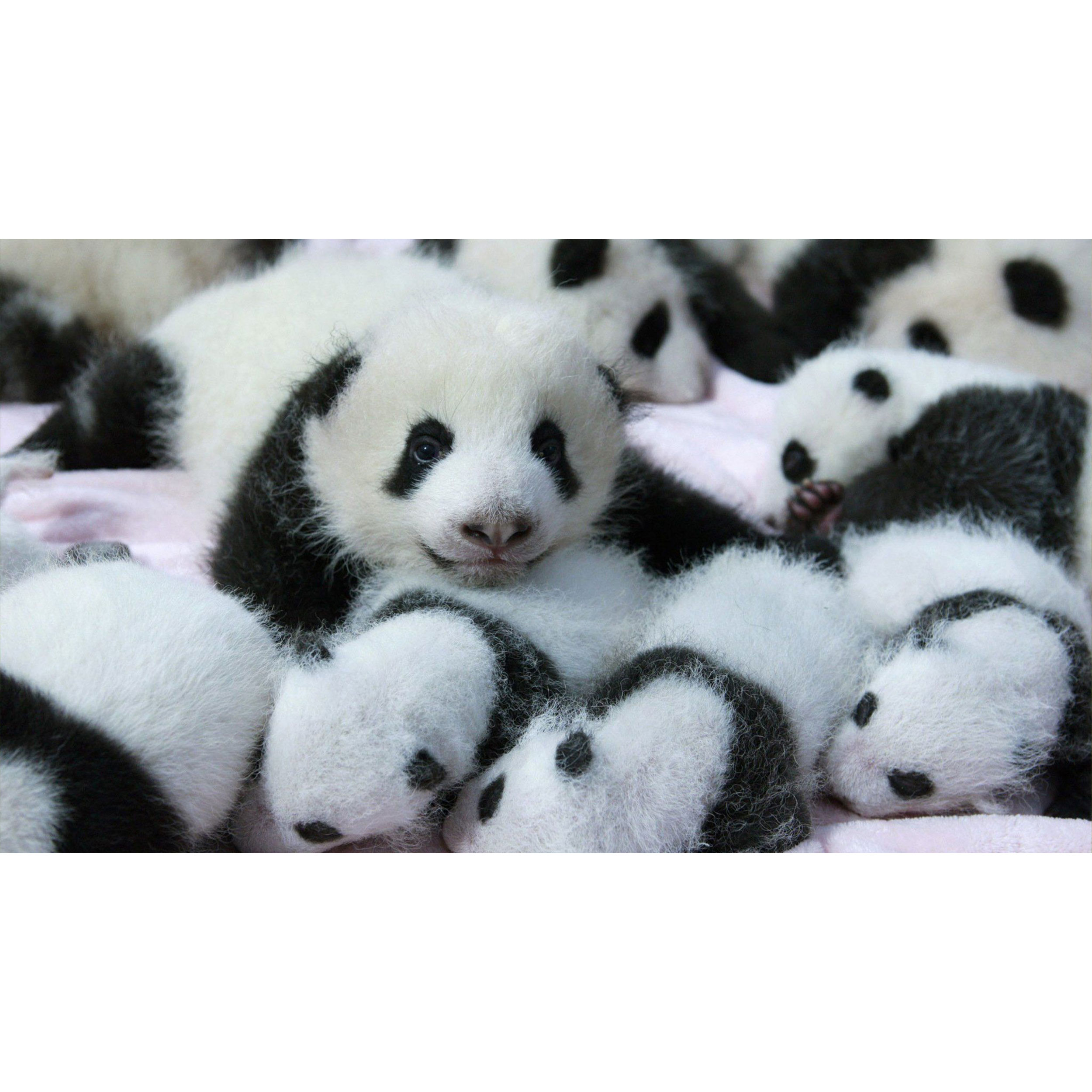 تابلو شاسی طرح خرس پاندا مدل T8031