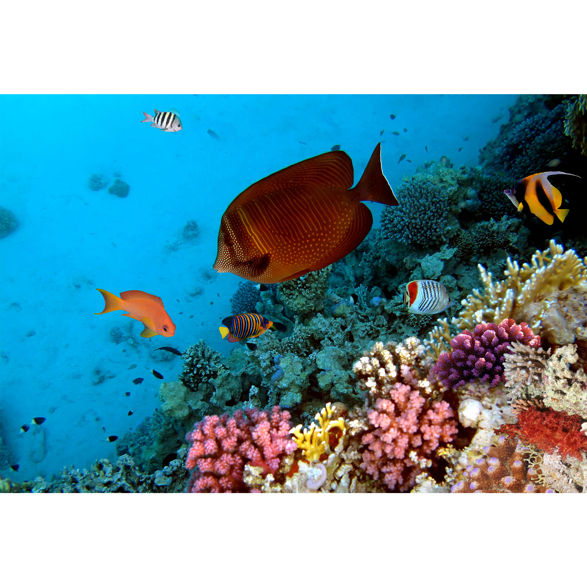 تابلو شاسی مدل ماهی زیر دریا T6901