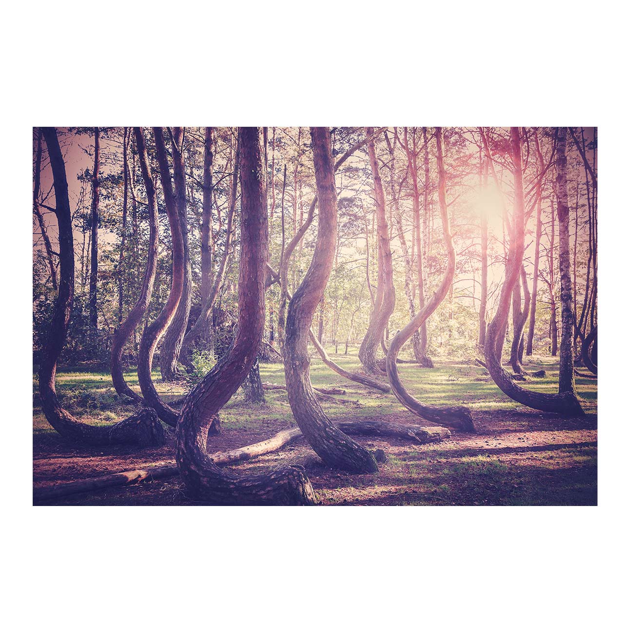 تابلو شاسی طرح جنگل کد 6181