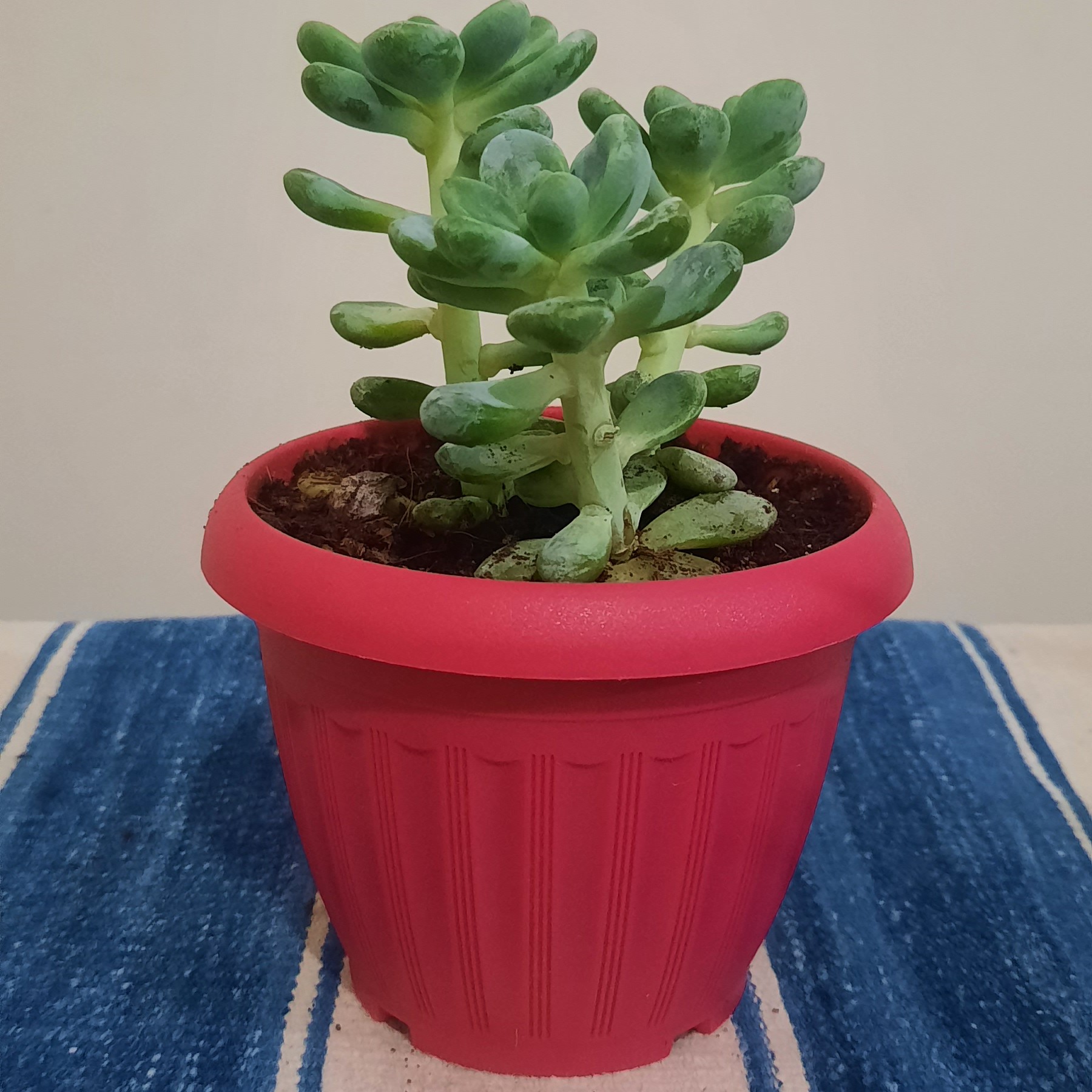 گلدان پلاستیکی گرد سایز 8